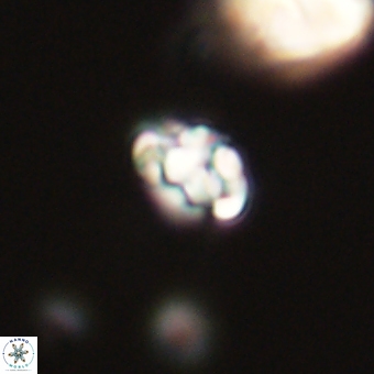 Perideraiolithus ponticus 68982
