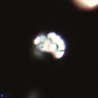 Perideraiolithus ponticus 68983