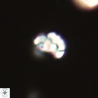 Perideraiolithus ponticus 68983