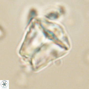 Petasolithus pileatus pileatus 67243