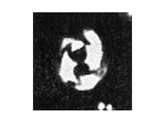 Toweius petrinis VR 025386