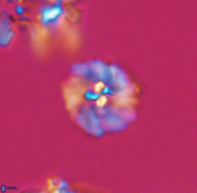 Pickelhaube umbellatum 11644