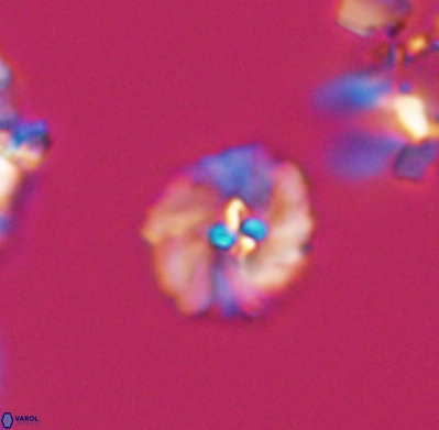 Pickelhaube umbellatum 11647