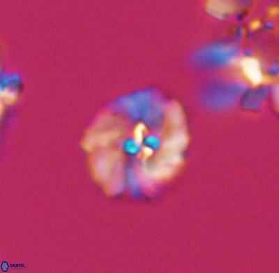 Pickelhaube umbellatum 11648