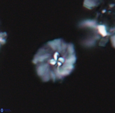 Pickelhaube umbellatum 11649