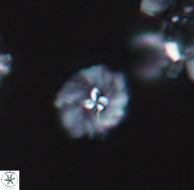 Pickelhaube umbellatum 11649