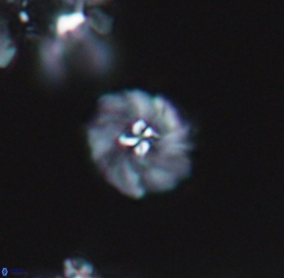 Pickelhaube umbellatum 11643