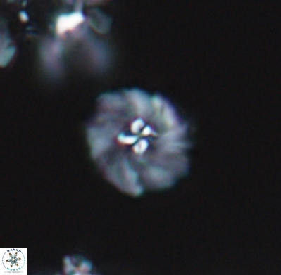 Pickelhaube umbellatum 11643