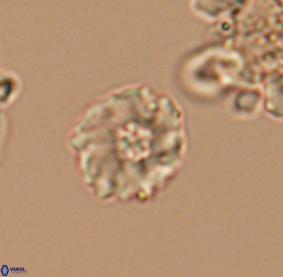 Pickelhaube umbellatum 11650