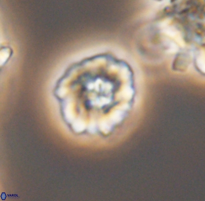 Pickelhaube umbellatum 11651