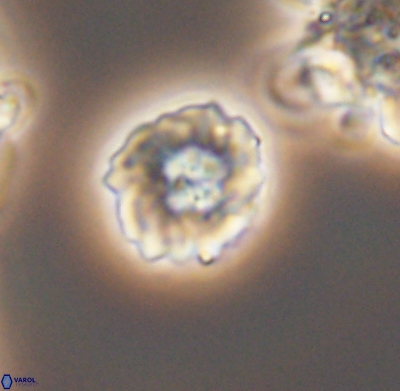 Pickelhaube umbellatum 11652