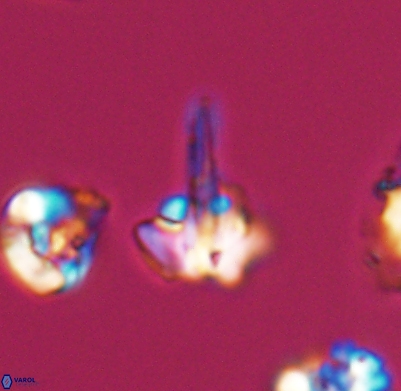 Pickelhaube umbellatum 11676