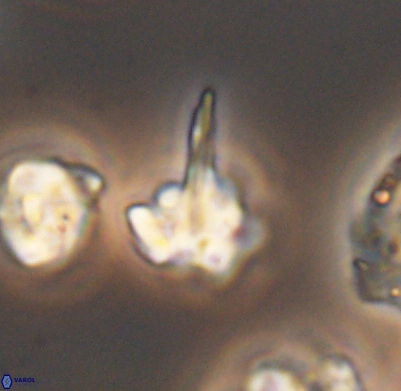 Pickelhaube umbellatum 11679