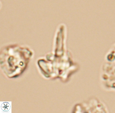 Pickelhaube umbellatum 11681