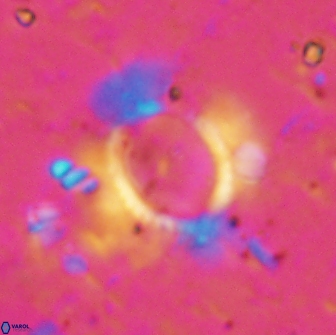 Pickelhaube furtiva 14446