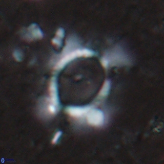 Pickelhaube furtiva 14450