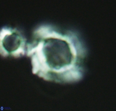 Pickelhaube furvita 2898