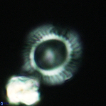 Pickelhaube furvita 3775