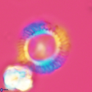 Pickelhaube furvita 3776