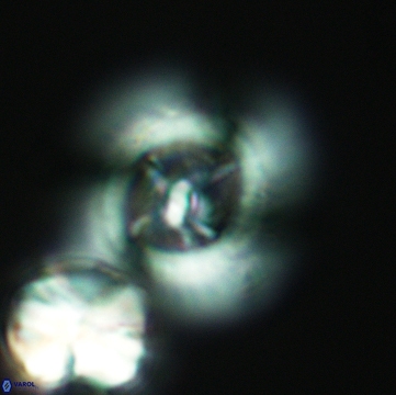 Pickelhaube furvita 3778