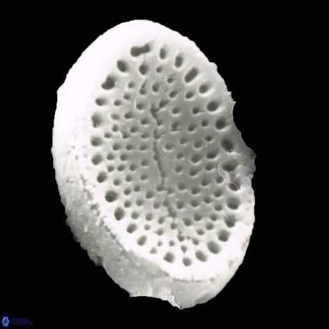 Pontosphaera anisotrema 1220a 2