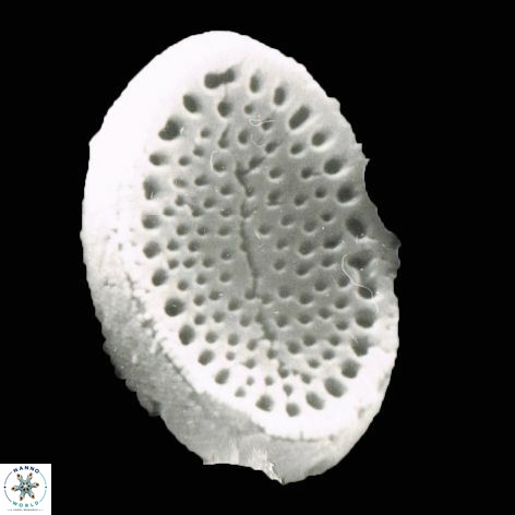 Pontosphaera anisotrema 1220a 2