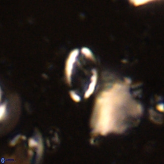 Pontosphaera alabamaensis VR 00484