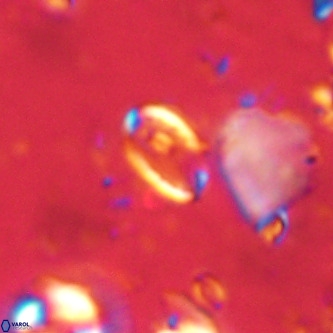 Pontosphaera alabamaensis VR 00486