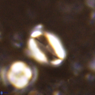 Pontosphaera alabamaensis VR 00495