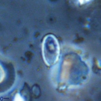 Pontosphaera alabamaensis VR 00493