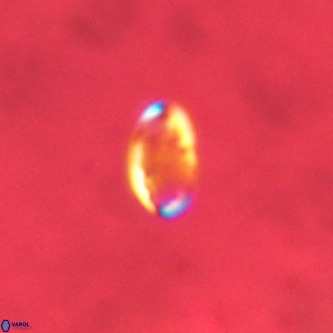 Pontosphaera alabamaensis VR 01275