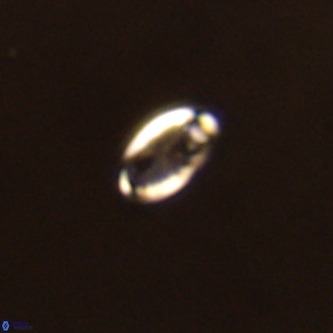 Pontosphaera wondersii VR 01273