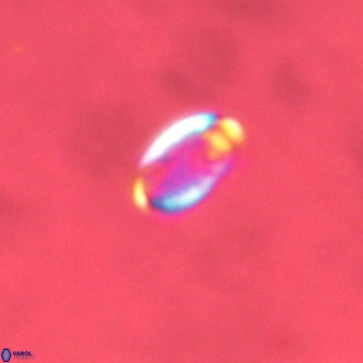 Pontosphaera wondersii VR 01273