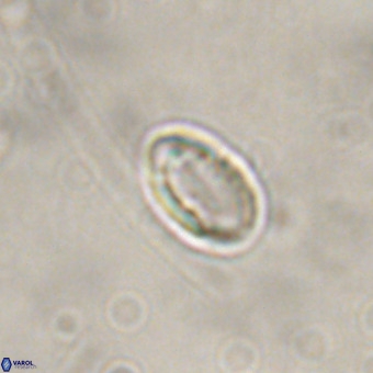 Pontosphaera alabamaensis VR 01283