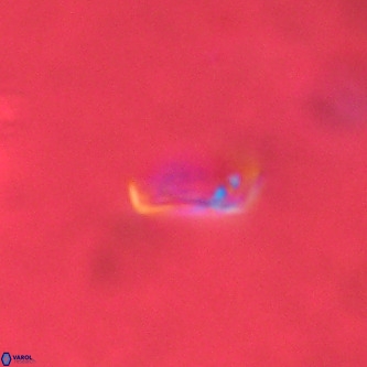 Pontosphaera alabamaensis VR 01296