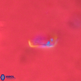 Pontosphaera alabamaensis VR 01296