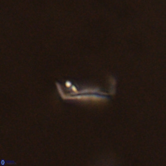 Pontosphaera alabamaensis VR 01298