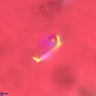 Pontosphaera alabamaensis VR 01290