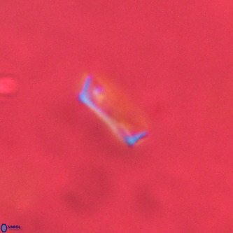 Pontosphaera alabamaensis VR 01304