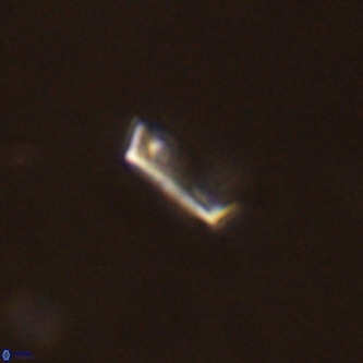 Pontosphaera alabamaensis VR 01307