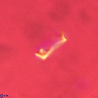 Pontosphaera wondersii VR 01273