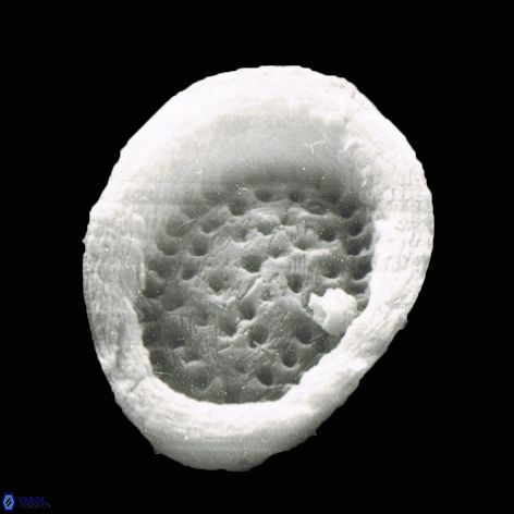 Pontosphaera apocresis 1 1071 3