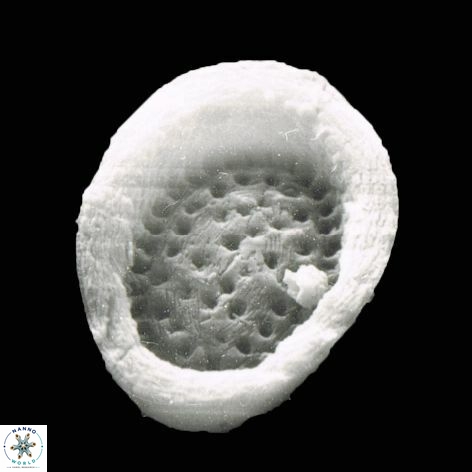 Pontosphaera apocresis 1 1071 3