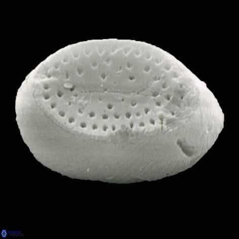 Pontosphaera apocresis 1 930 21