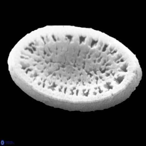 Pontosphaera geminiporus 1 938 24