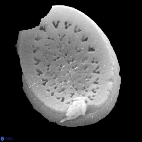 Pontosphaera geminiporus 1 943 10