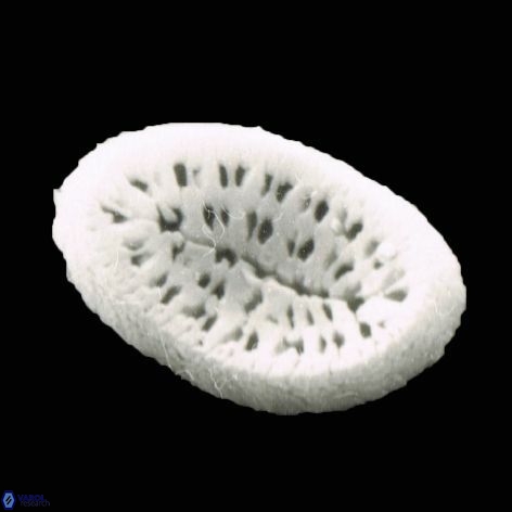 Pontosphaera geminiporus1 1177 2