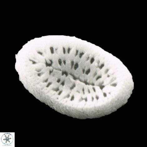 Pontosphaera geminiporus1 1177 2