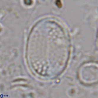 Pontosphaera discopora VR 07937