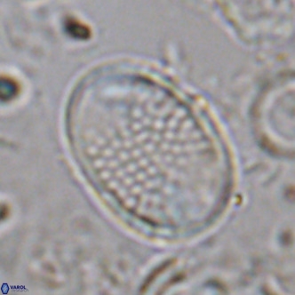 Pontosphaera discopora VR 07938